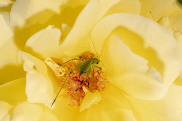 Tettigonia viridissima, the great green bush-cricket, feeds on pollen in a yellow rose flower