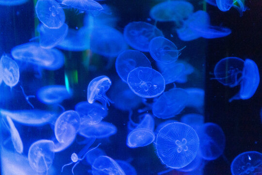 水族館のクラゲ（青） © Hikari