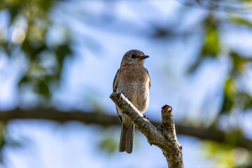eastern bluebird on a branch