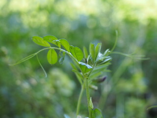 カラスノエンドウ