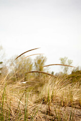 Obraz premium Long Point Provincial Park Beach Grass Blowing in the Wind