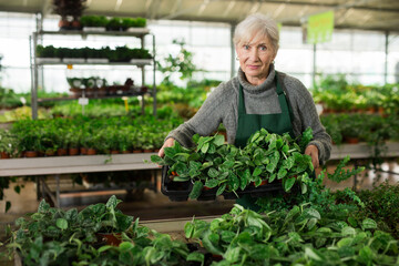 Portrait of skilled confident elderly female florist arranging potted ornamental plants on showcase in garden center..