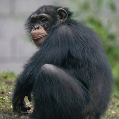 A Monkey sitting down