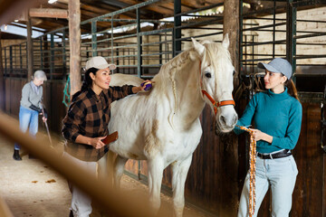 Women cleaning and taking care of white horse in stable