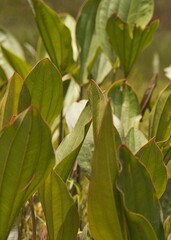 Obraz premium aquatic plants with long leaves in pink tone,plant, nature, grass, leaf, spring, agriculture, field, leaves, summer, growth, flower, food, garden, herb, fresh, sky, green, meadow, botany, forest