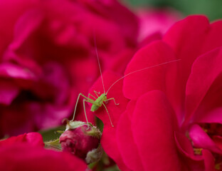 grasshopper on flower