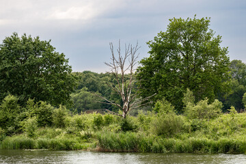 Dead tree on the river bank, withered tree
