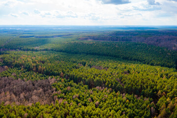 Fototapeta na wymiar View from a height of the forest. Forest ecosystem and healthy environment concept
