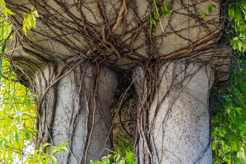 Ancient stone arch overgrown with roots, botanical garden