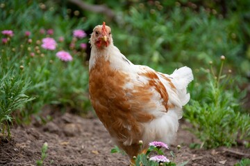 Gallina en el campo en chile