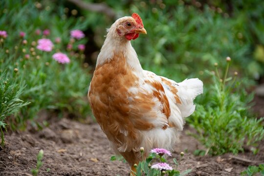 Gallina en el campo en chile