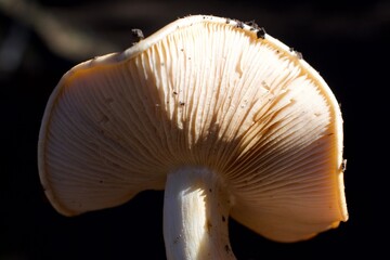mushroom on black
