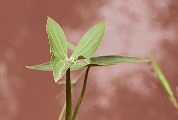 aquatic plants in shades of pink,