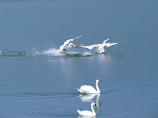Fototapeta premium Graceful white Swan swimming in the lake, swans in the wild. Portrait of a white swan swimming on a lake.