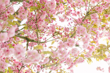 cherry blossom kanza flower