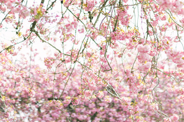 cherry blossom kanza flower