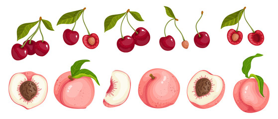 Set of summer ripe fruits peach and cherry berries.
Vector graphics.