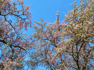 Radiant Pink Petals on Branches and in Wind