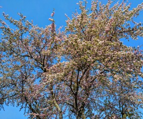Blossoming Pink Petal Tree