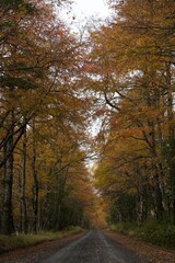 Obraz premium autumn in the forest