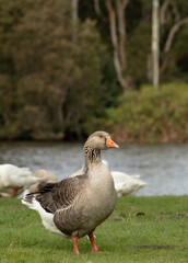 Settler goose, also known as Pilgrim goose, female, standing on grass next to lake in a park