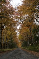 road in autumn forest