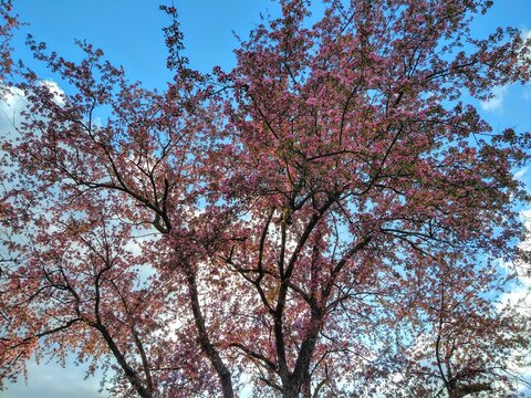 Pink Blossoms Tree in Early Spring