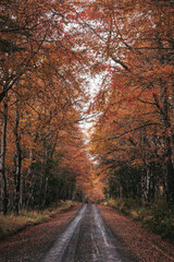 autumn in the forest
