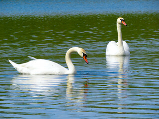 Graceful white Swan swimming in the lake, swans in the wild. Portrait of a white swan swimming on a lake.