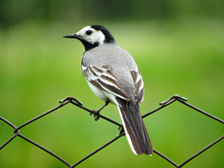 A small bird stands on the fence