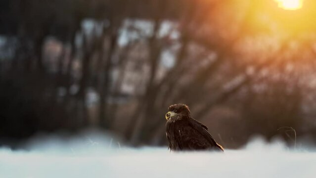 A young white-tailed eagle (Haliaeetus albicilla) sitting in the snow and eating its prey on a sunset background.