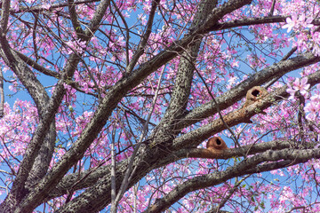 Árvore de ipê cor de rosa em contraste com o céu limpo azul