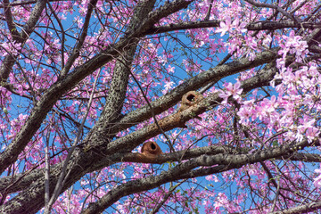 Árvore de ipê cor de rosa em contraste com o céu limpo azul