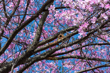 Árvore de ipê cor de rosa em contraste com o céu limpo azul