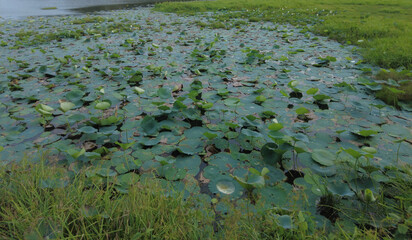 Nelumbo nucifera, Indian lotus plants