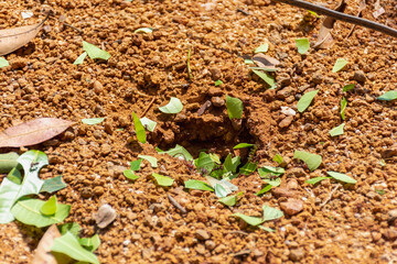 Formigas trabalhando para alimentação com folhas