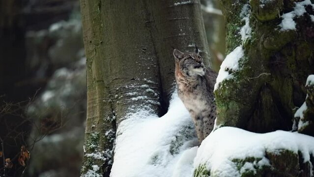 A young female of the Eurasian lynx (Lynx lynx) looking out at a snow-covered rock in a deep forest in the wilderness.