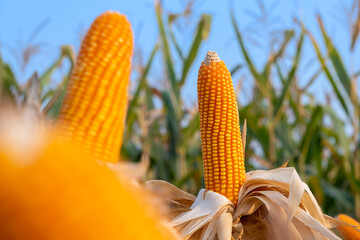 yellow ripe corn on stalks for harvest in agricultural cultivated field in the day