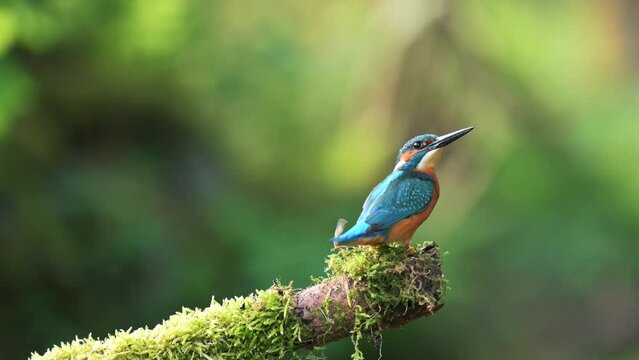 The beautiful common kingfisher (Alcedo atthis) arrives on a perch, knocks and flies away. The perch is covered with moss, in the background is a green forest.