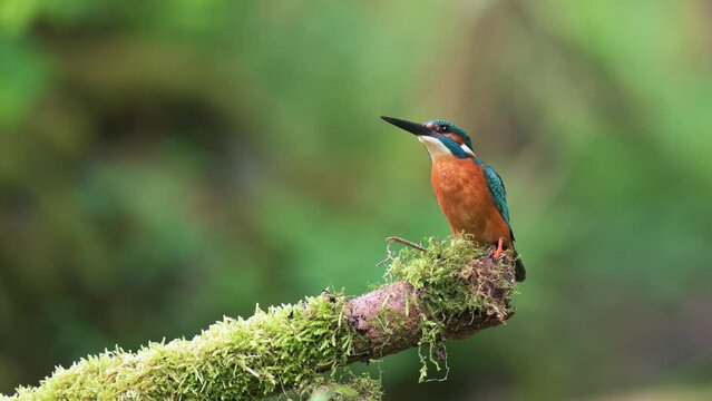 A beautiful common kingfisher (Alcedo atthis) arrives on a perch overgrown with moss. A green forest can be seen in the background. Close up.