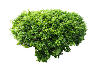 Tropical plant flower bush shrub tree isolated on white background with clipping path