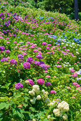 Naklejka premium 【千葉県】服部農園あじさい屋敷