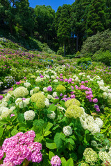 【千葉県】服部農園あじさい屋敷