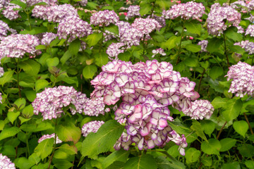 Obraz premium 紫陽花