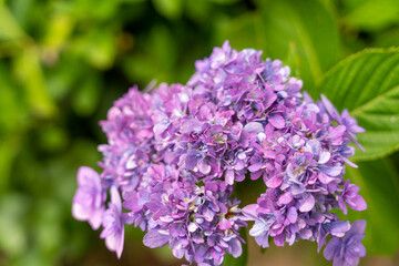 紫陽花