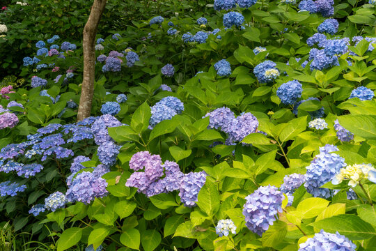 西洋紫陽花 Images Browse 265 Stock Photos Vectors And Video Adobe Stock