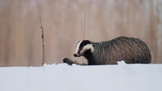 A strong and hungry badger (Meles meles) eats a carcass, a deer head. There is snow on the ground, it is winter.