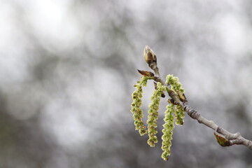 Un peuplier en fleur au printemps