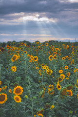 Obraz premium Blue sky, white clouds and beautiful sunflowers