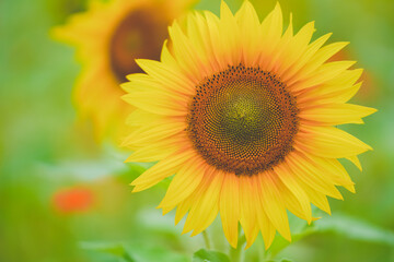 Obraz premium The beautiful sunflower sea in summer in June